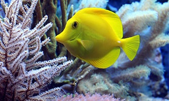 Fisch gelb