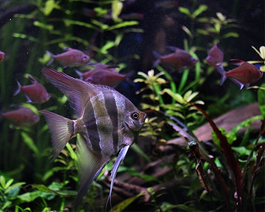 Lila Fische im Aquarium
