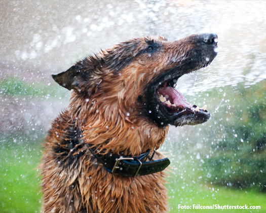 Schäferhund unter Wasserstrahl