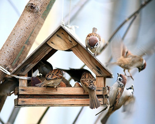 Vögel in Futterhaus