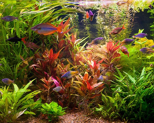 Aquarium - Fische - Pflanzen